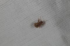 Demotina modesta