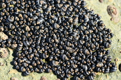 Echinolittorina interrupta