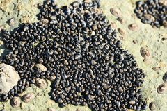 Echinolittorina interrupta