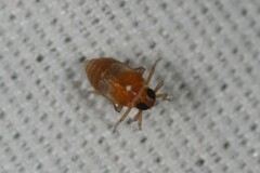 Flavoclypeus andromedus