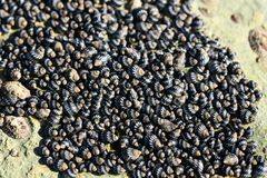 Echinolittorina interrupta