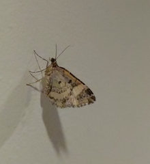 Epirrhoe rivata