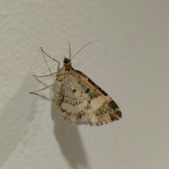 Epirrhoe rivata