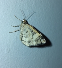 Epirrhoe rivata
