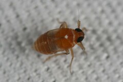 Flavoclypeus andromedus
