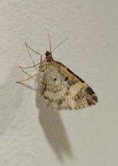 Epirrhoe rivata
