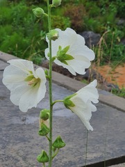Alcea rugosa