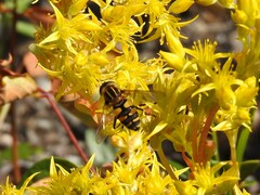 Helophilus neoaffinis