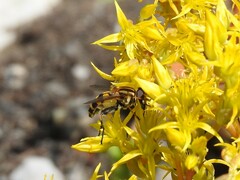 Helophilus neoaffinis
