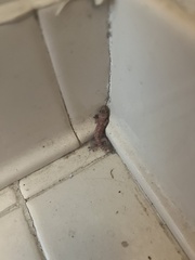 Hemidactylus turcicus