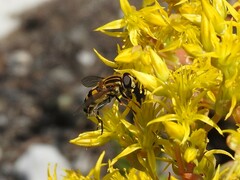 Helophilus neoaffinis