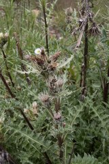 Cirsium osterhoutii