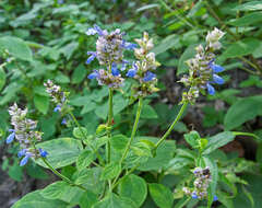 Salvia mocinoi