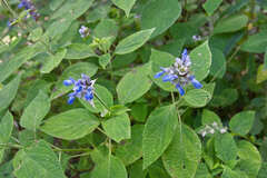 Salvia mocinoi