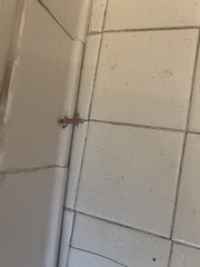 Hemidactylus turcicus