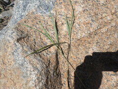 Panicum hirticaule