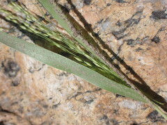 Panicum hirticaule