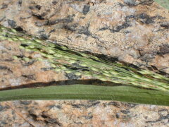 Panicum hirticaule