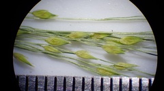 Panicum hirticaule