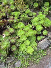 Aeonium canariense