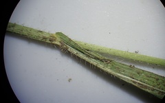 Panicum hirticaule