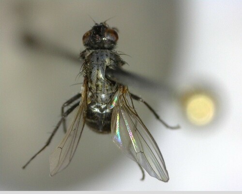 iNaturalist observation photo of Muscoid Flies