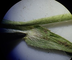 Panicum hirticaule