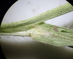 Panicum hirticaule