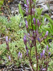 Gentianella propinqua