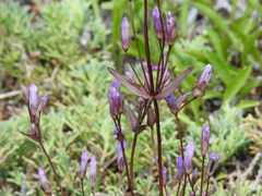 Gentianella propinqua