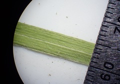 Panicum hirticaule