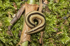 Australopacifica regina