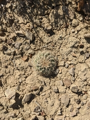 Sclerocactus mesae-verdae