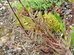 Castilleja pallida yukonis