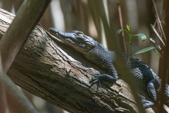 Crocodylus acutus