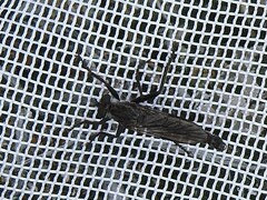 Rhadiurgus variabilis