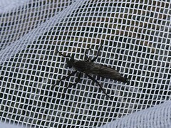 Rhadiurgus variabilis