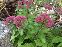 Hylotelephium telephium fabaria