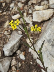 Erysimum coarctatum