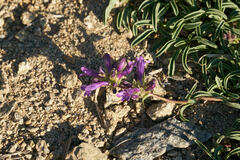 Penstemon heterodoxus heterodoxus