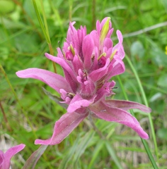 Castilleja raupii