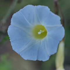 Ipomoea aristolochiifolia