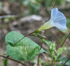Ipomoea aristolochiifolia