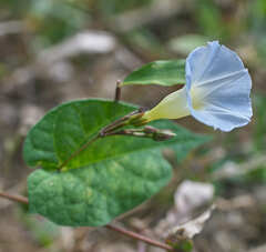 Ipomoea aristolochiifolia