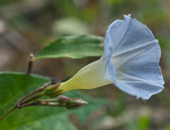 Ipomoea aristolochiifolia