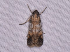 Chararica hystriculella