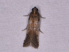 Chararica hystriculella