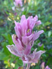 Castilleja raupii