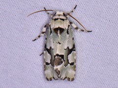 Emarginea percara