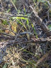 Anabrus simplex